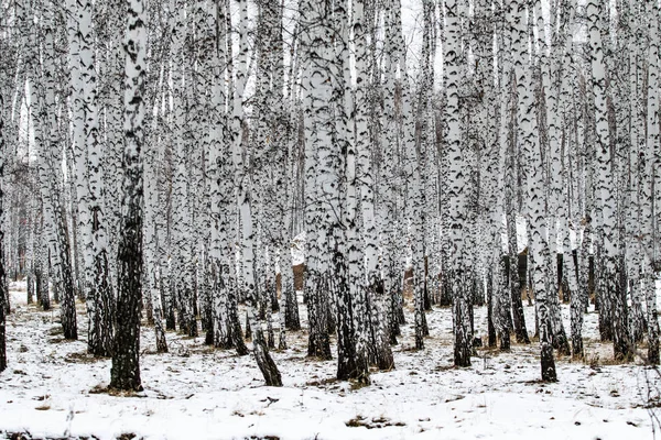 Zimní Březová Lesní Příroda Krajina — Stock fotografie