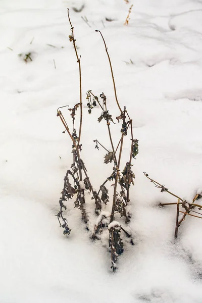 草干枝雪冬天自然 — 图库照片