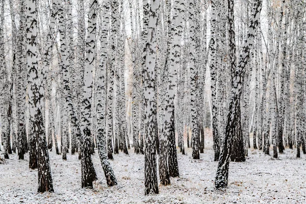 Eerste Sneeuw Birch Boslandschap Winter — Stockfoto