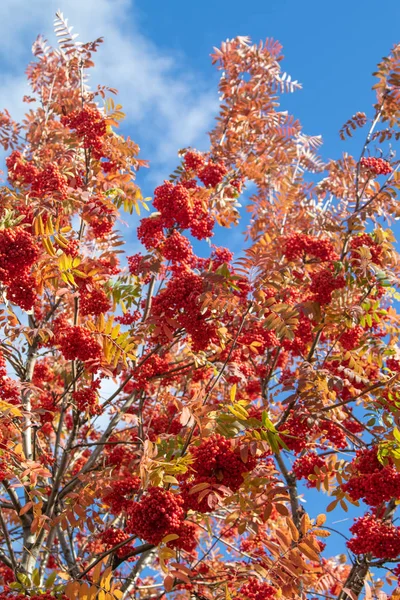 自然の秋の木ナナカマドの明るい色 — ストック写真
