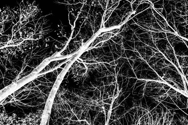 Branches Arbre Silhouette Blanche Sur Fond Noir — Photo