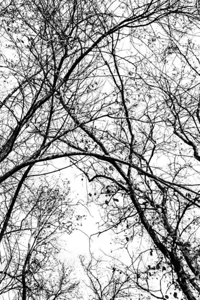 Silueta Ramas Árbol Sobre Fondo Blanco —  Fotos de Stock