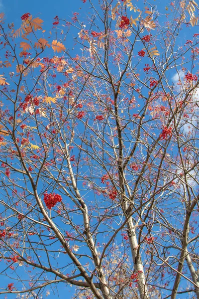 Árbol Otoño Arándano Colores Brillantes Naturaleza — Foto de Stock