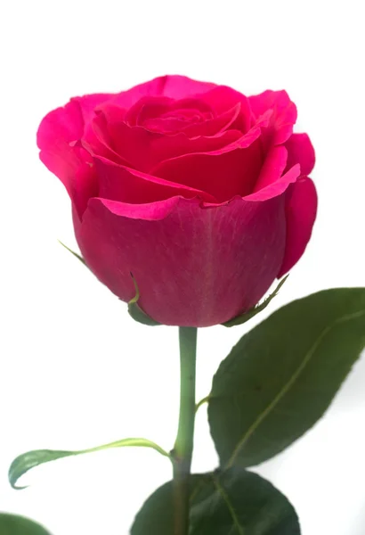 Tender Rose Flower Closeup — Stock Photo, Image