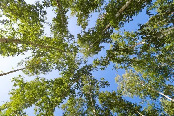 Bříza Lesní Pohled Zespodu Nebe — Stock fotografie