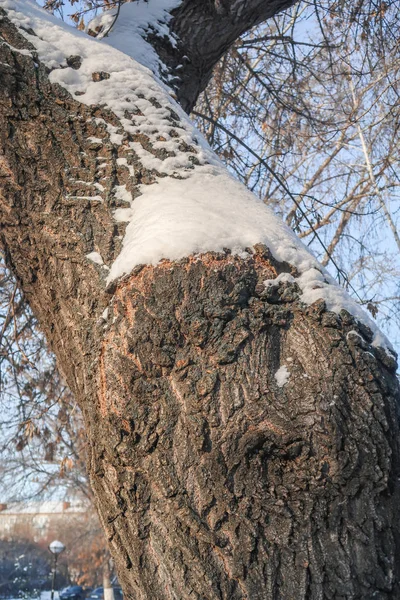 Tronco Árvore Natureza Neve — Fotografia de Stock