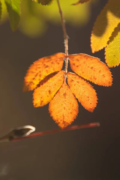 Árbol Otoño Arándano Colores Brillantes Naturaleza —  Fotos de Stock