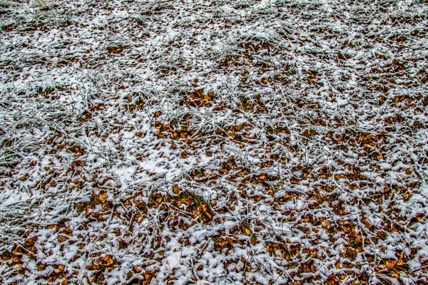 Outono Deixa Grama Neve — Fotografia de Stock