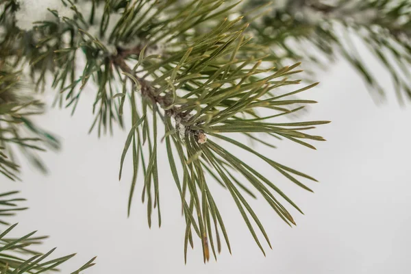 Needles Spruce Snow Close Winter — Stock Photo, Image