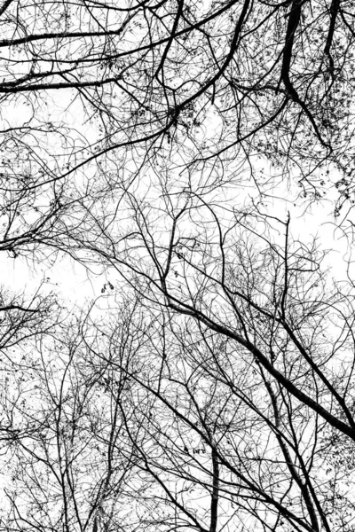 Silueta Ramas Árbol Sobre Fondo Blanco —  Fotos de Stock