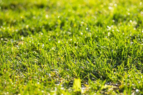 Grünes Gras Verschwommen Bokeh Hintergrund — Stockfoto