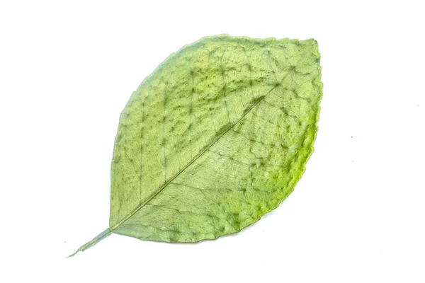 Hoja Verde Sobre Fondo Blanco — Foto de Stock