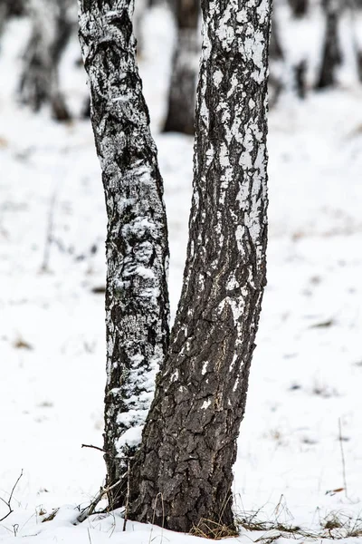 Inverno Bétula Floresta Natureza Paisagem — Fotografia de Stock