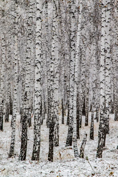 Zimní První Sníh Březová Lesní Krajina — Stock fotografie