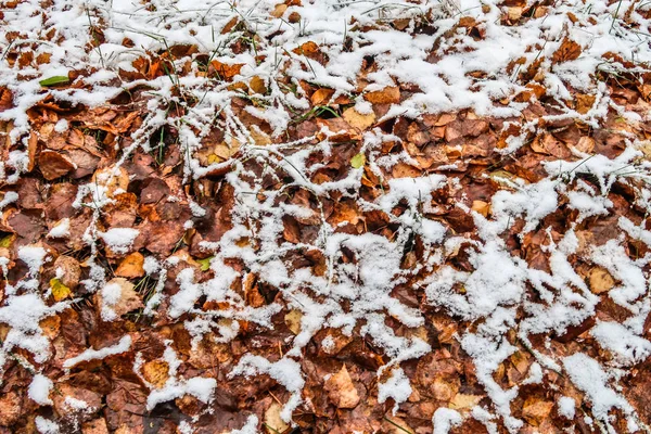 Ősz Levelek Hóban — Stock Fotó