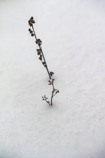 Hierba Ramas Secas Nieve Invierno Naturaleza —  Fotos de Stock