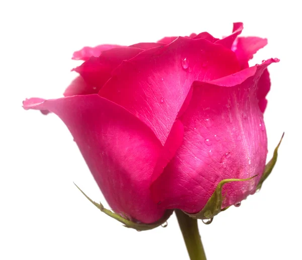 Teder Roze Bloem Closeup — Stockfoto