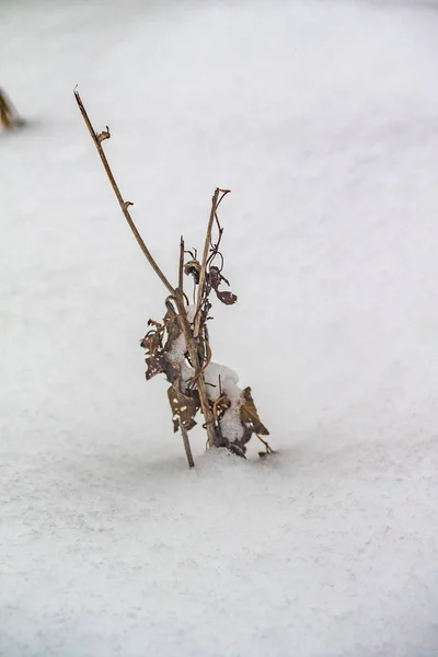 Hierba Ramas Secas Nieve Invierno Naturaleza —  Fotos de Stock