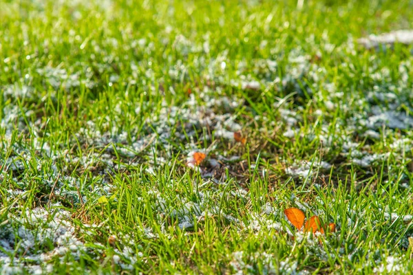 绿草雪模糊的背景博凯 — 图库照片