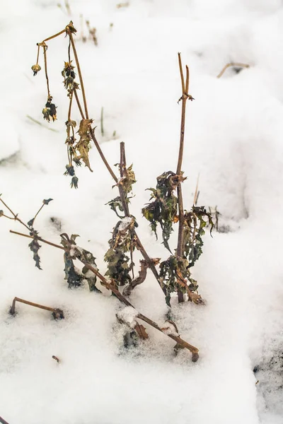 Grama Ramos Secos Neve Inverno Natureza — Fotografia de Stock