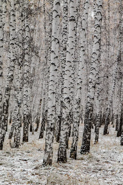 Vintern Som Första Snön Björk Skogslandskapet — Stockfoto