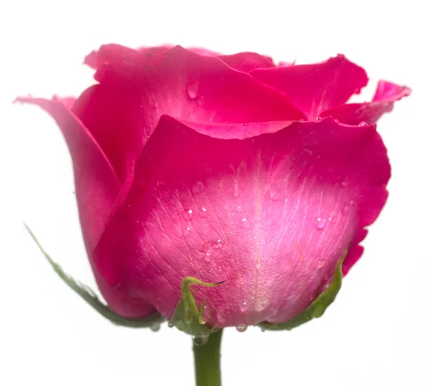 Teder Roze Bloem Closeup — Stockfoto