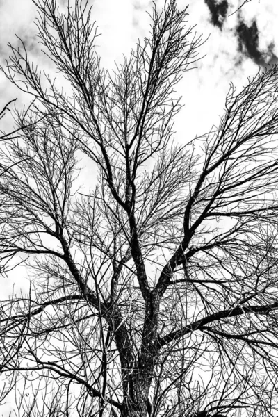 Arbre Branches Silhouette Sur Fond Blanc — Photo