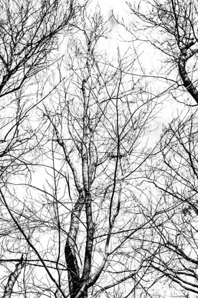 Σιλουέτα Των Κλαδιών Δέντρων Λευκό Φόντο — Φωτογραφία Αρχείου