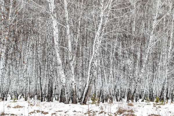 Winter Berk Boslandschap Natuur — Stockfoto