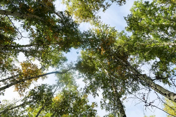 Birch Forest View Sky Autumn Nature Stock Image