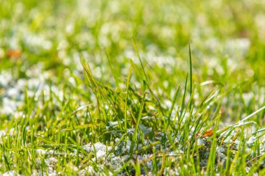 yeşil çim kar arka plan bokeh bulanık