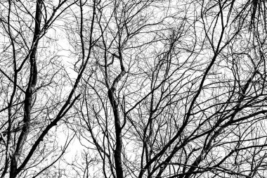 Beyaz arkaplanda ağaç dalları silueti