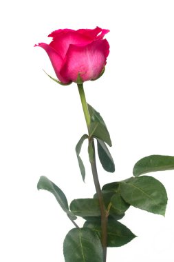 ihale gül çiçek portre