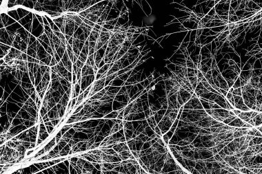 ağaç dalları siluet siyah arka plan üzerine beyaz