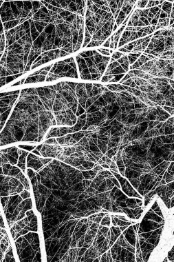 ağaç dalları siluet siyah arka plan üzerine beyaz