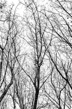 Beyaz arkaplanda ağaç dalları silueti