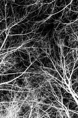 ağaç dalları siluet siyah arka plan üzerine beyaz