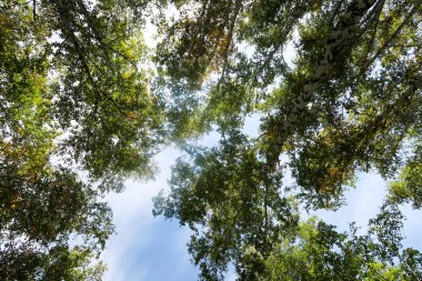 huş ağacı orman manzaralı gökyüzüne Sonbahar Doğa