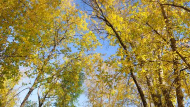 ağaç görünümünü aşağıdan gökyüzüne sonbahar manzara bırakır