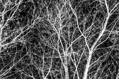 ağaç dalları siluet siyah arka plan üzerine beyaz