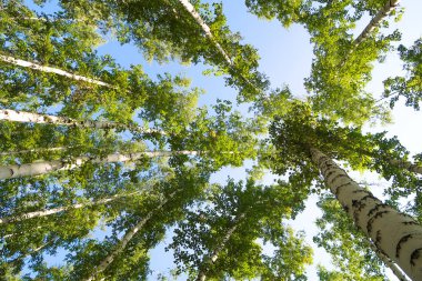 orman manzaralı aşağıdan gökyüzüne huş ağacı