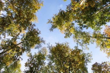 huş ağacı orman manzaralı gökyüzüne Sonbahar Doğa