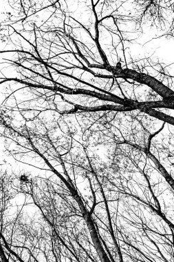 Beyaz arkaplanda ağaç dalları silueti