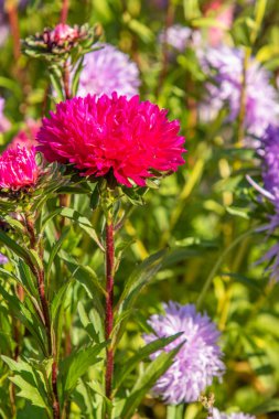 parlak sonbahar çiçek doğa manzara