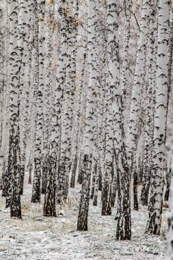 İlk kar huş ağacı orman manzara kış