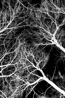 ağaç dalları siluet siyah arka plan üzerine beyaz