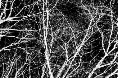 ağaç dalları siluet siyah arka plan üzerine beyaz