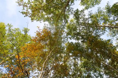 huş ağacı orman manzaralı gökyüzüne Sonbahar Doğa