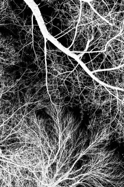 ağaç dalları siluet siyah arka plan üzerine beyaz