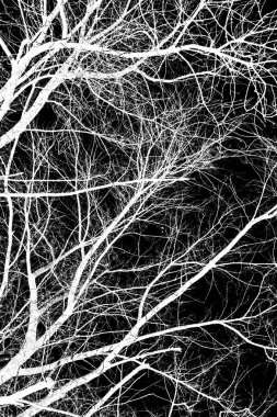 ağaç dalları siluet siyah arka plan üzerine beyaz